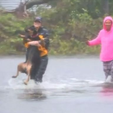 VIDEO: The dog was carried out of knee-deep waters in New Bern, North Carolina.