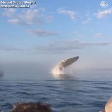 VIDEO: Rare triple whale breach close to boat stuns onlookers