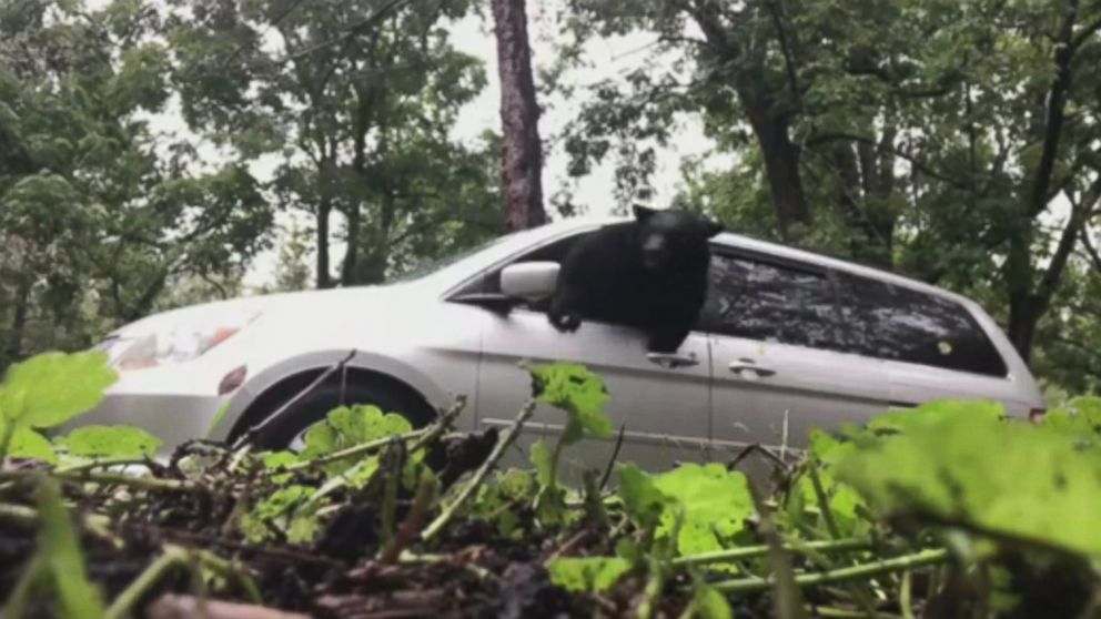 VIDEO: The owner can be seen unlocking the door to his vehicle just before the bear decided to go through the window.