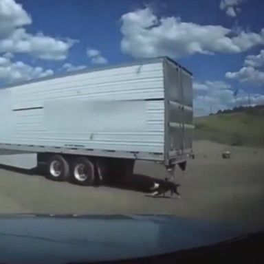 VIDEO: The driver of a semi-truck forgot to unleash his dog before leaving a gas station in Ash Fork, Arizona, authorities said.