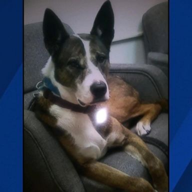 Layla, a Shepherd-Pharaoh Hound mix, died early Sunday.