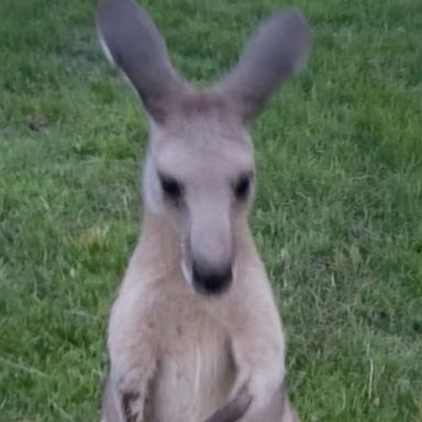 VIDEO: A 45-pound marsupial named Storm escaped from an animal sanctuary in South Florida.