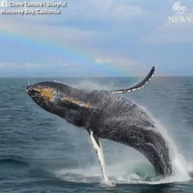 VIDEO: Whale breaches in front of delighted onlookers as rainbow fills the sky