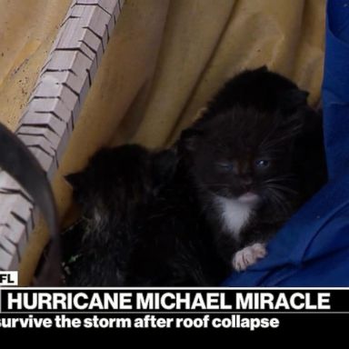 VIDEO: Four kittens survive roof collapse during Hurricane