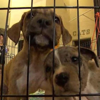 VIDEO: Animals trapped in shelter after Hurricane Michael