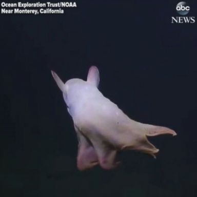 VIDEO: This dumbo octopus put on quite a show for marine biologists exploring the sea floor off the coast of central California.