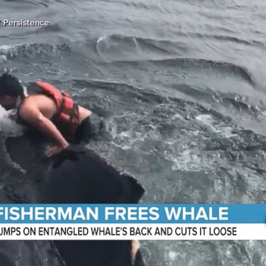 VIDEO: Dramatic whale rescue 