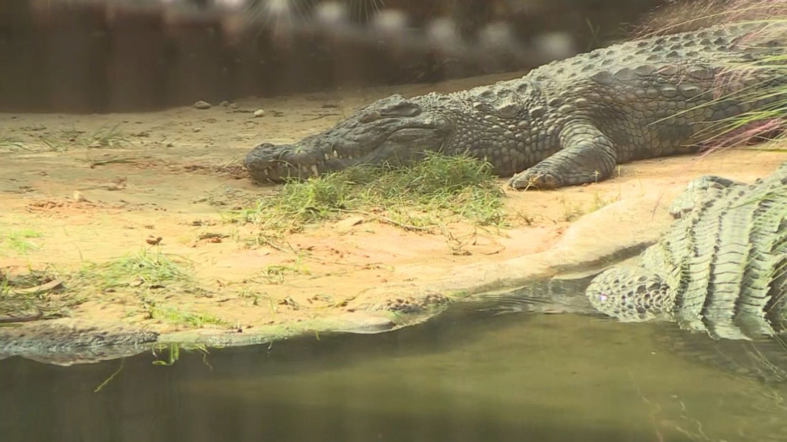 Mysterious Metal Plate Turns Up Inside 60 Year Old Crocodile - 