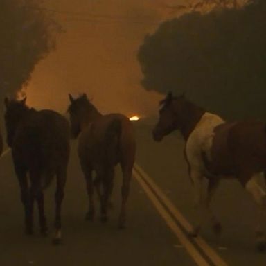 VIDEO: Calabasas, CA evacuated as wildfire rages through hills of Southern California