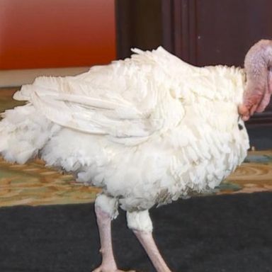 VIDEO: Meet the presidential turkey pardon candidates 