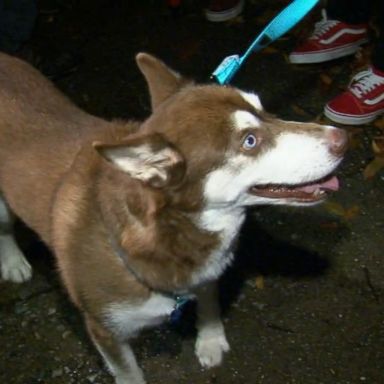 VIDEO: No one knows how a blue-eyed husky named Sinatra made his way from New York City to the Tampa, Florida suburb of Seffner.