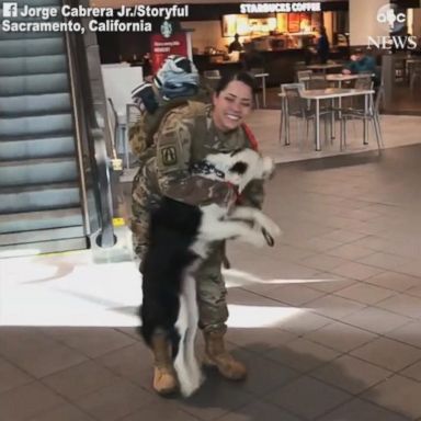 VIDEO: Dog greets soldier with unbelievable reaction