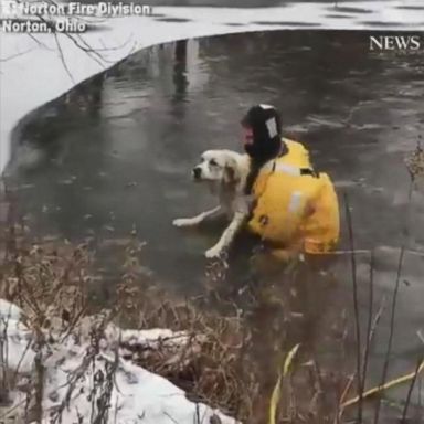 VIDEO: Five firemen from the Norton Fire Division in Ohio rescued a dog who fell through the ice into a pond. 