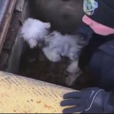 VIDEO: Missing dog rescued by police