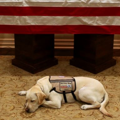 VIDEO: Sully, George H.W. Bush's faithful service dog, will be by his side one last time as the president's casket is brought back to Washington, D.C., on Monday.