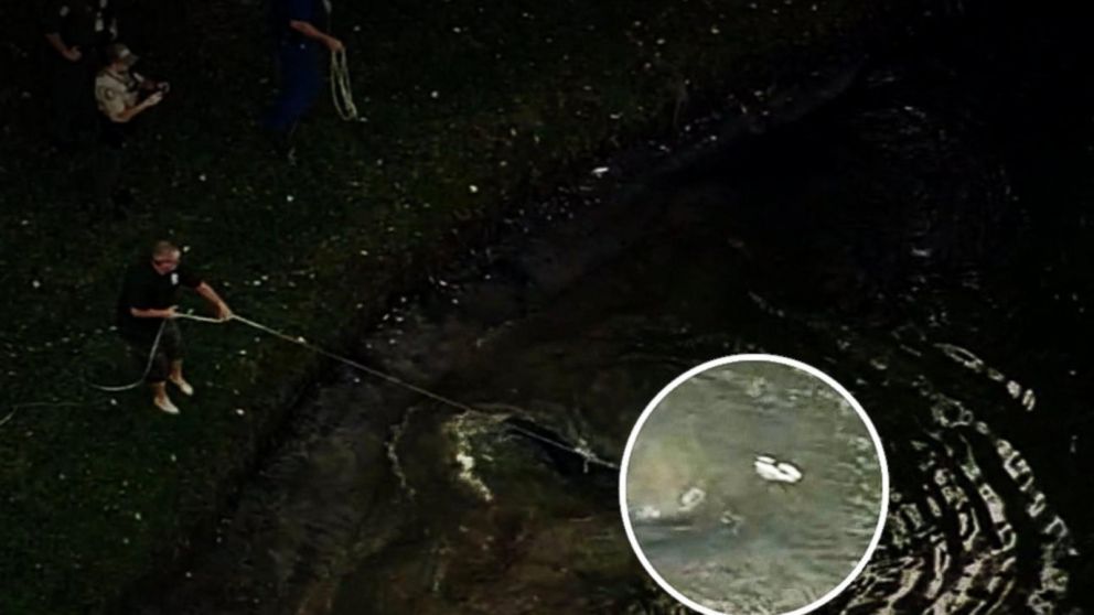 An Alligators Attacking A Man Several Witnesses Called 911 To Report Gator Biting 85 Year