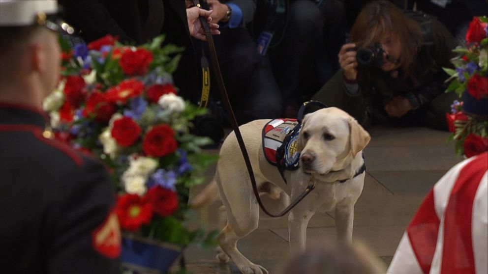 George Hw Bushs Dog Sully Sits At His Casket In Us Capitol Gma