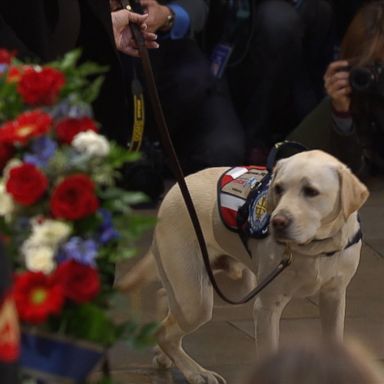 VIDEO: George H.W. Bush's dog Sully sits at his casket in US Capitol Sully will stay with the Bush family at least through funeral services at the National Cathedral on Wednesday.