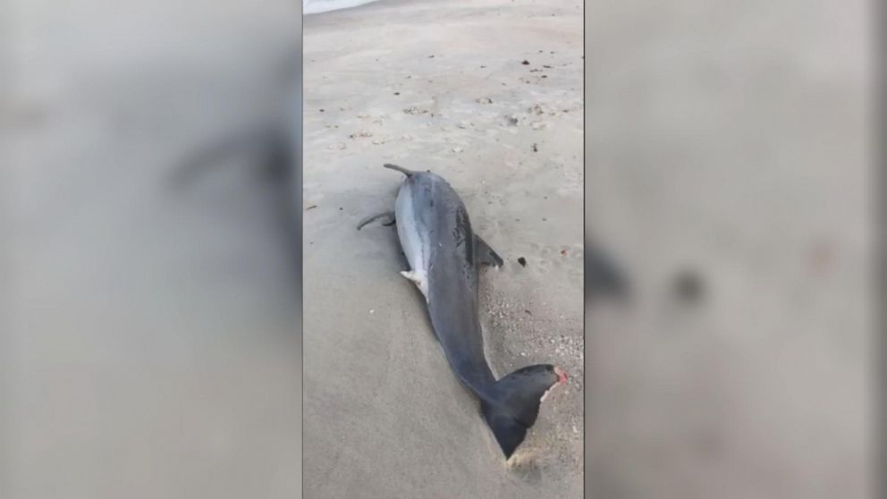 VIDEO: Florida resident Colleen Gill shows a beached dolphin on Facebook