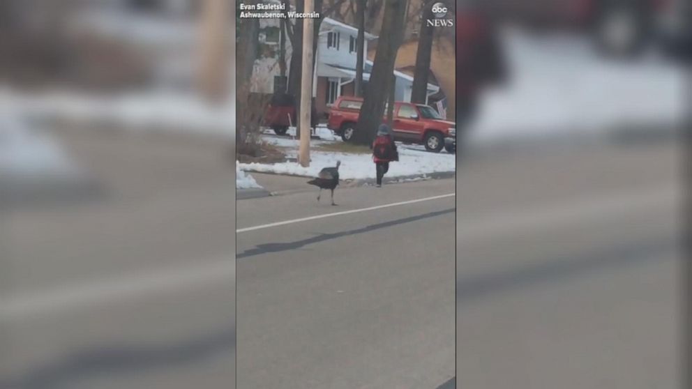 VIDEO: Boy chased down street by turkey