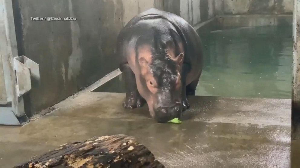 Fiona The Hippo Isn T Feeling Glum About Holiday Weight Gain As She Hits 1 000 Pound Mark Abc News