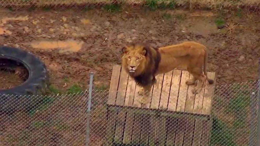 Video Deadly lion attack - ABC News