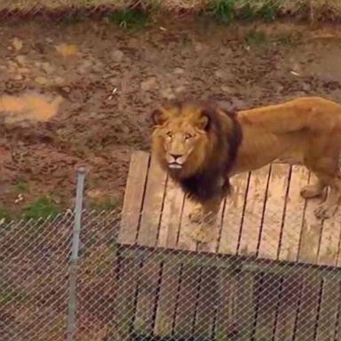 VIDEO: Deadly lion attack 