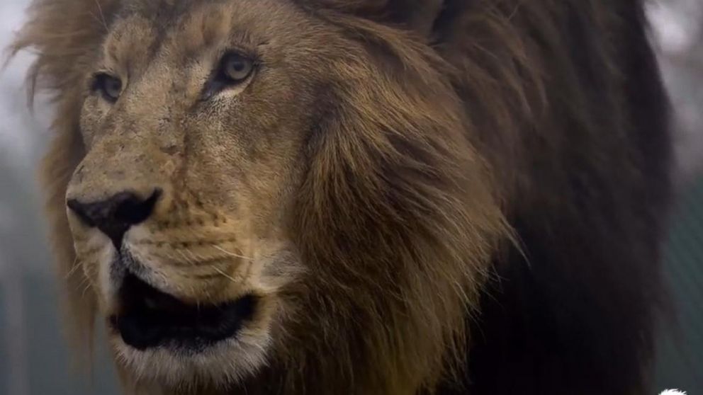 Investigation into deadly lion attack Video - ABC News