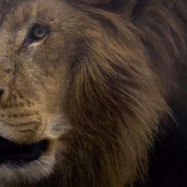 VIDEO: Investigation into deadly lion attack 