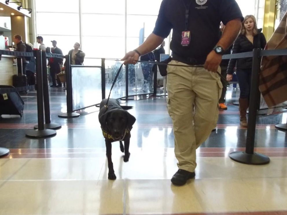 Tsa floppy ear sales dogs