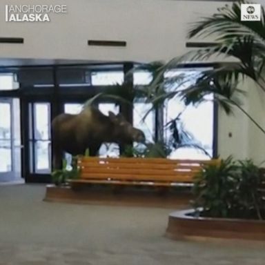 VIDEO: The moose ate some plants before exiting via a motion-activated door that was stuck open because of the cold.