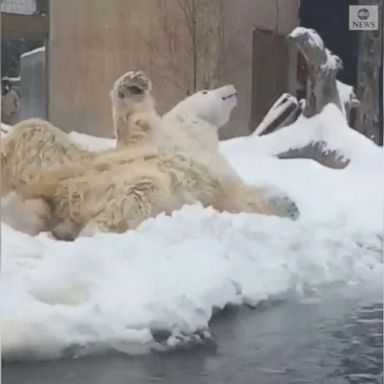 VIDEO: Polar bear enjoys snow day at New York zoo