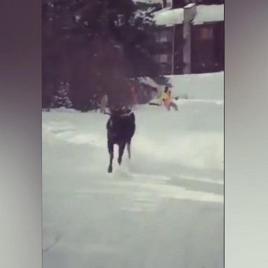 VIDEO: Bull moose charges after skiers at Colorado ski resort, chasing them over half a mile down a slope.