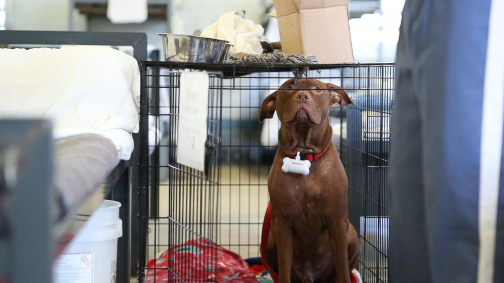 Prison Animal Programs Are Benefitting Both Inmates And Hard To
