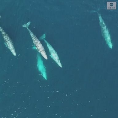 VIDEO: Drone footage shows a group of southbound gray whales on their annual migration to the lagoons of Baja, California.