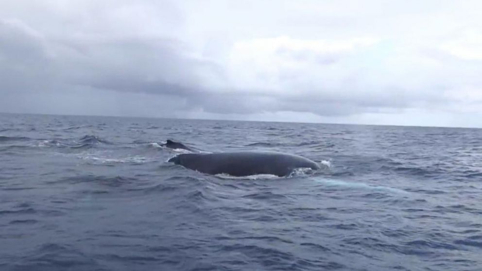 Underwater encounters with humpback whales in the open ocean Video ...