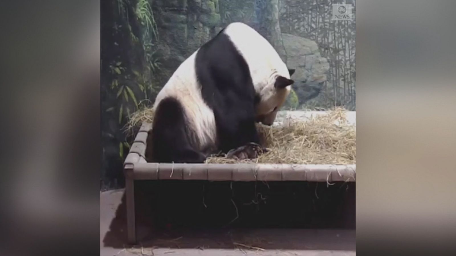 Giant panda takes a nap - Good Morning America