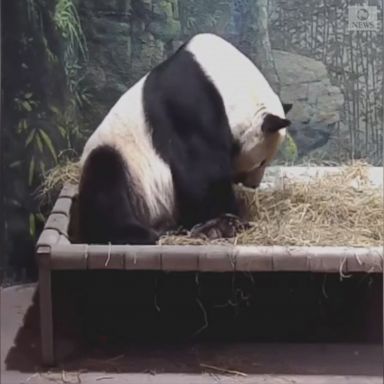 VIDEO: A Smithsonian National Zoo panda has all the time in the world to relax in its bed.