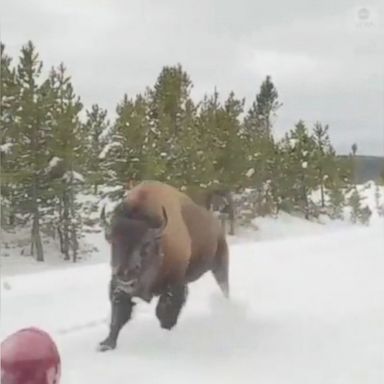 VIDEO: This wildlife tour in Yellowstone Park got quite the sight as a massive bison charged by their car.