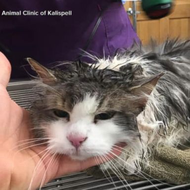 VIDEO: The owners of Fluffy, who live in Kalispell, Montana, in the far northwest of the state, found her in a snow bank on Jan. 31 -- unresponsive, with her fur matted with ice.