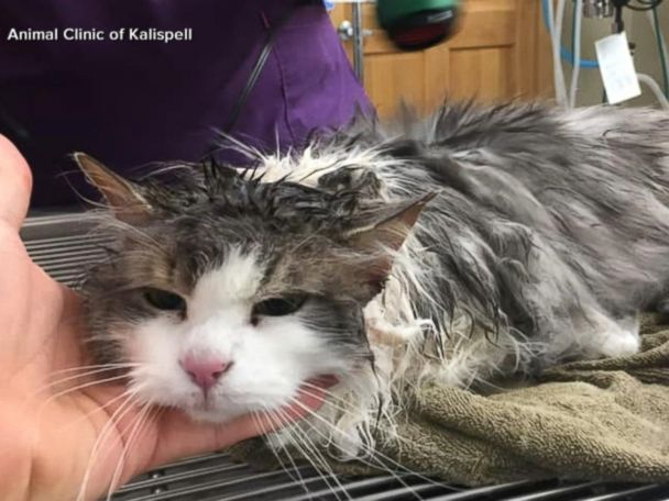 Frozen cat revived after being found in Montana snow bank - ABC News
