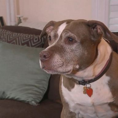 VIDEO: The pup, named Sadie, began barking incessantly after she escaped her home on Fairview Avenue in Tuckahoe, New York, Wednesday afternoon, the Tuckahoe Police Department wrote on Facebook.