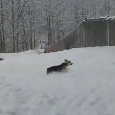 VIDEO: This little corgi was undeterred by record snowfall across Seattle and the Pacific Northwest, taking the opportunity to bound through the wintry wonderland.