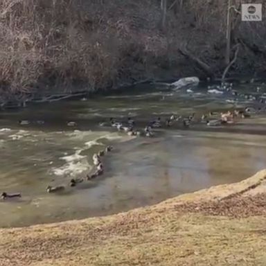 VIDEO: The frozen procession happened on an icy river branch in Farmington, Michigan.