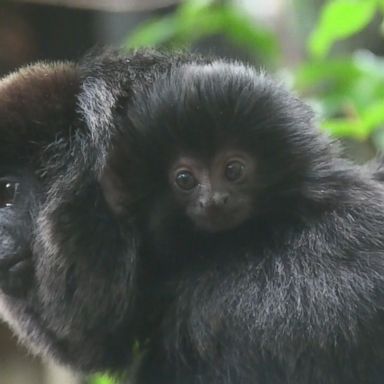 VIDEO: Police are searching for a tiny monkey believed to have been stolen from a zoo in West Palm Beach, Florida.