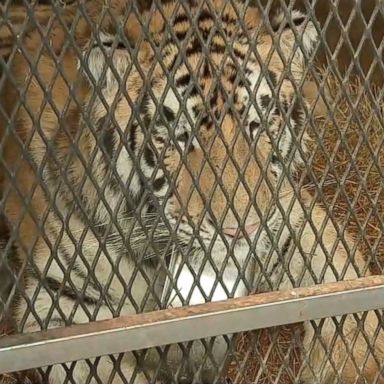 VIDEO: A person discovered the big cat while going to a vacant home to smoke marijuana, according to police.