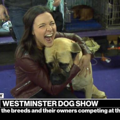 VIDEO: Meet some of the breeds and their owners competing at the 143rd Westminster dog show