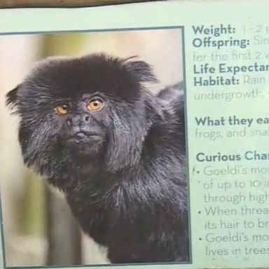 VIDEO: Monkey missing from Palm Beach Zoo