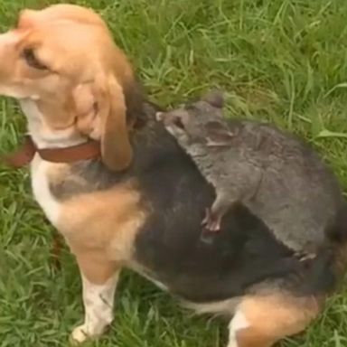 VIDEO: This beagle and baby possum became inseparable companions after the dog lost her litter of puppies and the young marsupial was abandoned by its mother.