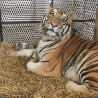 VIDEO: He now spends his days rolling around on the grass.